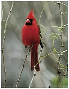 Decorative Cardinal Picture Refrigerator Magnet