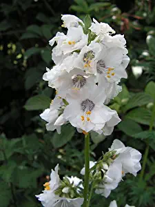 70+ Polemonium, Pearl White Jacob's Ladder Flower Seeds / Shade Loving Perennial