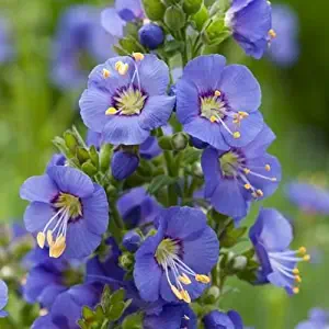 Jacobs Ladder Blue Flower Seeds (Polemonium Caeruleum) 50+Seeds