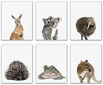 Crystal Baby Outback Animals Poster Prints - Set of 6 (8x10) Adorable Furry Australian Portraits Wall Art Nursery Decor - Red Kangaroo - Kiwi - Green Tree Frog - Echidna - Koala - Wallaby