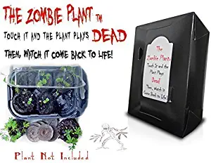 Zombie Plant Grow KIT- (Touch It and It Plays Dead!) Unique Nature Kit- Grow a Fun Interactive House Plant That Plays Dead When Touched & Comes Back to Life in Minutes! Great Christmas Gift Idea!